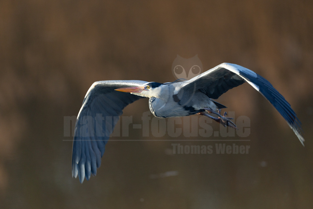 R5M20866_20260208 | Ein Graureiher fliegt mit weit ausgebreiteten Flügeln durch die Luft. Der Vogel scheint sich auf seinen Flug zu konzentrieren. - Realisiert mit Pictrs.com