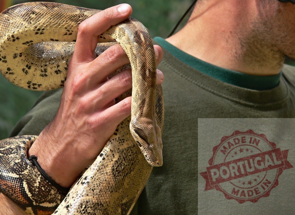 Man holding boa constrictor snake on his shoulder | Boa constrictor snake wrapped around a man's hand and shoulder - Realized with Pictrs.com