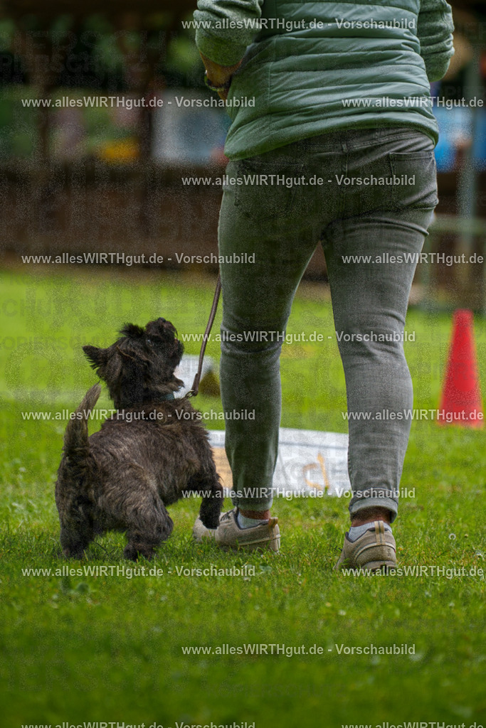 @allesWIRTHgut_Tierfotografie - www.allesWIRTHgut.de - 130259-7R509739 | Professionelle Tierfotografie in Mönchengladbach von Daniel Wirth (allesWIRTHgut). Liebevolle & natürliche Bilder von Hunden & Katzen für unvergessliche Erinnerungen.