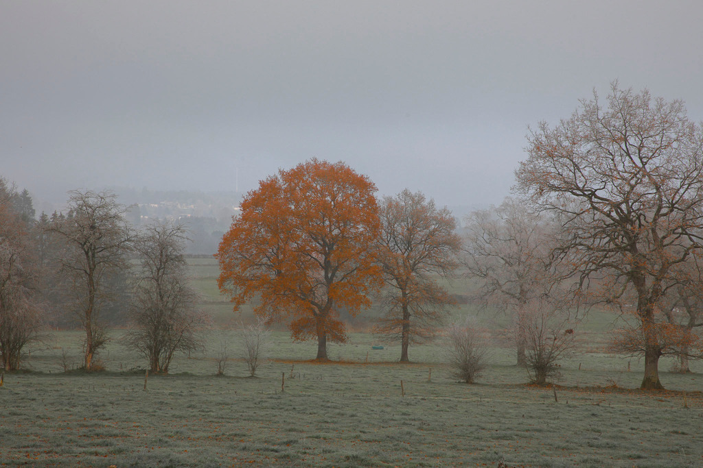 Raureif_Weisten_101222_02 | Bildergalerie von Sport-Ereignissen aber auch von weiteren spannenden Dingen - nicht nur vom Niederrhein. In Anlehnung an den bekannten Spruch von Hanns Dieter Hüsch heißt das Motto: "Niederrhein ist überall".  - Realisiert mit Pictrs.com