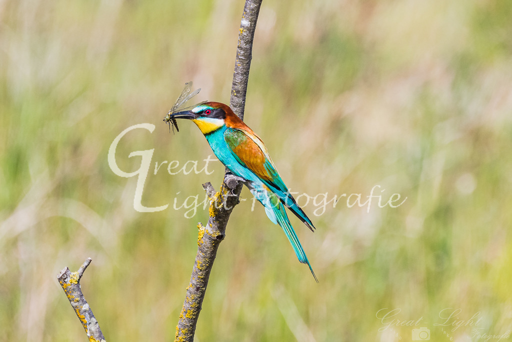 DSC_3180 | Great-Light Fotografie - Realisiert mit Pictrs.com