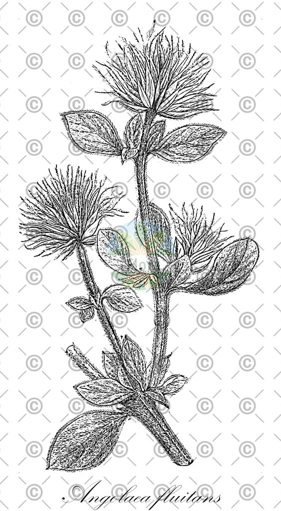 HistAbb_wfo-0000536542_165_ENZY_Simple | Historische Abbildung von Angolaea fluitans - Podostemaceae | Historical Illustration of Angolaea fluitans - Podostemaceae