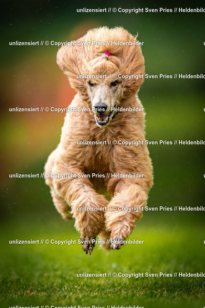 Sven Pries | 2025-09-21 - Hunderennen Baden-Oos - Realisiert mit Pictrs.com