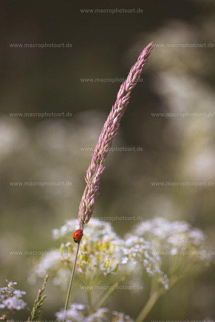 Marienkäfer | Ein Marienkäfer als schöner Kontrast auf einem Halm. - Realisiert mit Pictrs.com