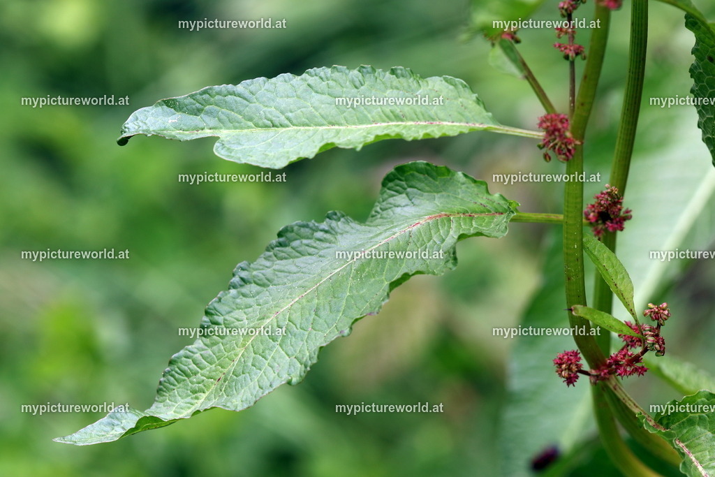 Wiesen-Sauerampfer-004 | Das Bilderarchiv über Tiere, Planzen und Landschaften. In der Bilddatenbank finden Sie ein große Auswahl an hochwertigen Bilder für Ihre Werbung - Realized with Pictrs.com