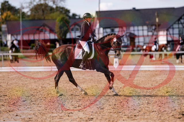2026_10_03_Siefer-Hof_132537_Z81_77139854 | Professionelle Reitsport-, Turnier- und Eventfotografie von Robert Broda. Galerien mit ausgewählten und bearbeiteten Bildern direkt online ansehen und bestellen.
