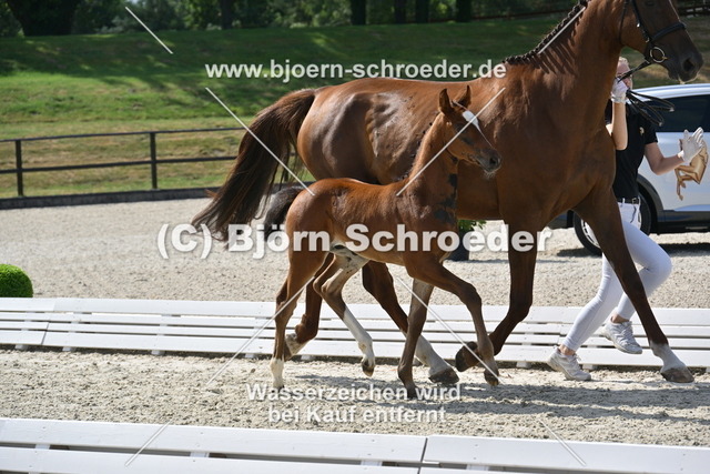 21_Cashmere - Conthargos_935_0087 | Björn Schroeder Pferdefotografie