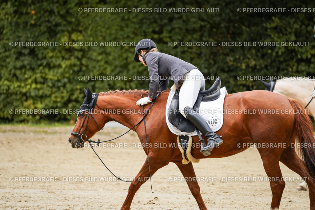 DSC08727 | Pferdegrafie