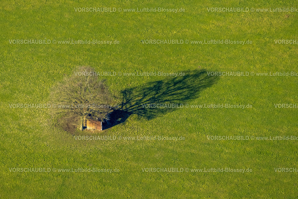 Schmallenberg230205518 | Luftbild, Baum mit Schatten auf einer Wiese, Grafschafter Straße, Schmallenberg, Sauerland, Nordrhein-Westfalen, Deutschland