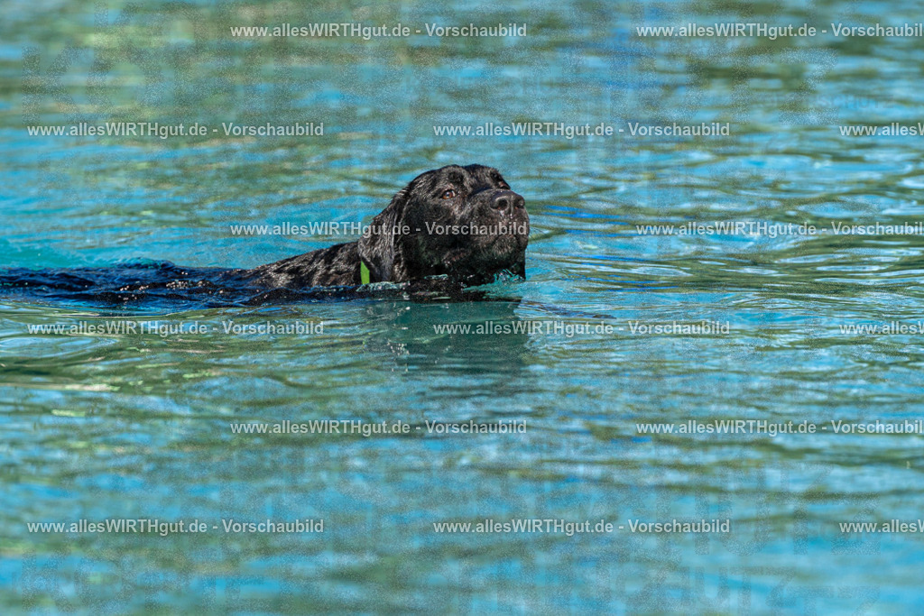 Hundeschwimmen_Volksbad_2026-allesWIRTHgut_Tierfotografie-2609061111-FAY06171 | Professionelle Tierfotografie in Mönchengladbach von Daniel Wirth (allesWIRTHgut). Liebevolle & natürliche Bilder von Hunden & Katzen für unvergessliche Erinnerungen.