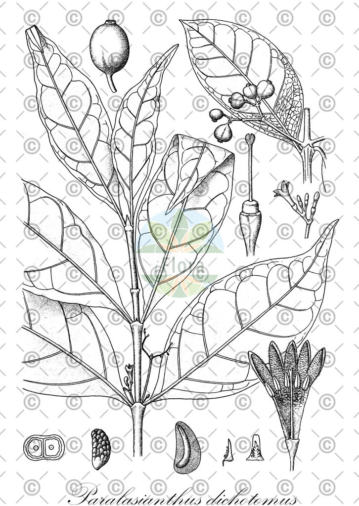 HistAbb_6F78_1_ENZY_Simple | Historische Abbildung von Paralasianthus dichotomus - Rubiaceae | Historical Illustration of Paralasianthus dichotomus - Rubiaceae