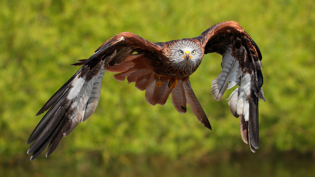 Wandbild - Majestätischer Flug: Der Rote Milan in Aktion | Dieses beeindruckende Wandbild zeigt einen Roten Milan in majestätischem Flug. Mit ausgebreiteten Flügeln und intensiven Augen fixiert der Raubvogel den Betrachter, während er durch die Lüfte gleitet. Die Details des Gefieders, die kräftigen Farben und die dynamische Pose des Milans fangen die Wildheit und Eleganz dieses beeindruckenden Greifvogels ein. Der Hintergrund, unscharf und in natürlichen Grüntönen gehalten, lenkt den Fokus auf den Milan und verstärkt den dramatischen Effekt des Bildes. Dieses Bild symbolisiert Freiheit, Stärke und die Schönheit der Natur.