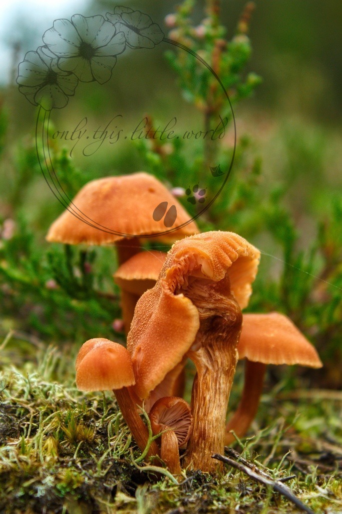 IMG_8324-01 | only.this.little.world - Realisiert mit Pictrs.com