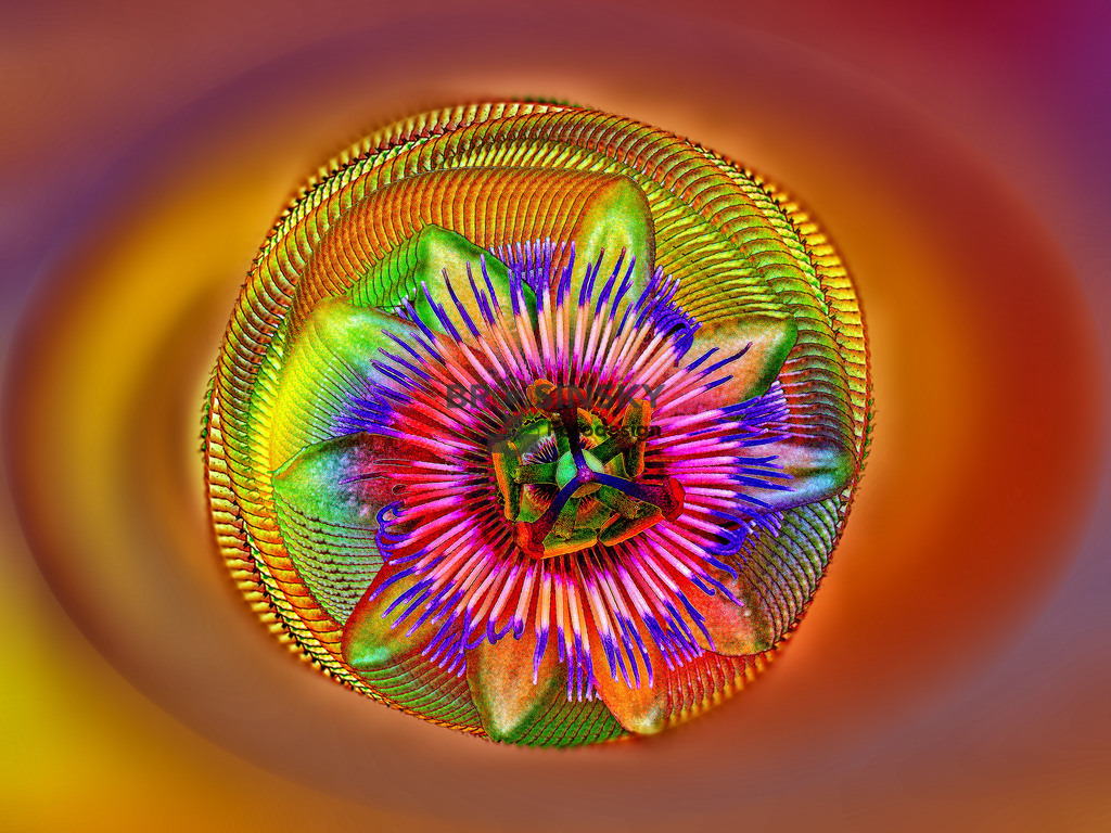 9105_Psychodelic_9105 | brosinskyfotodesign-shop - Realisiert mit Pictrs.com