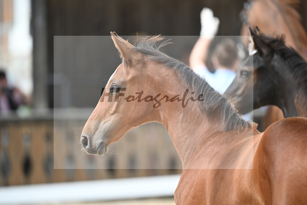 Stuten mit Fohlen_36240445 | hf-fotografie - Realisiert mit Pictrs.com