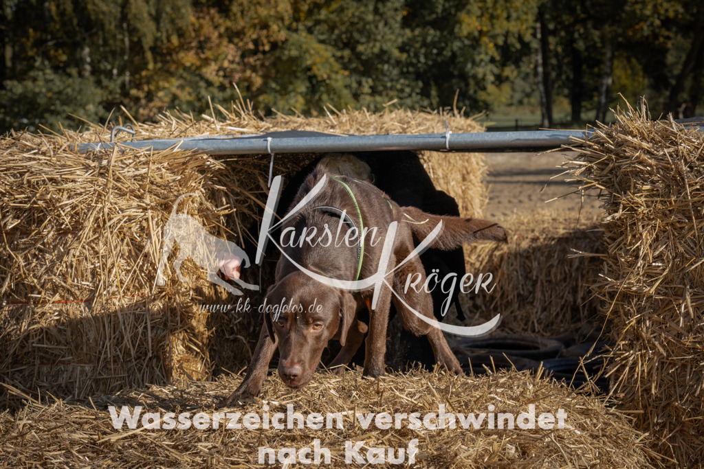 1112_ZZ90530 | kk-dogfotos