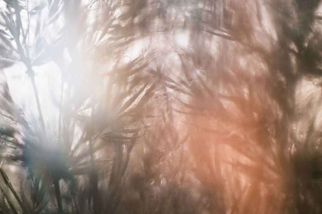 LDF_1309 | Du suchst natürliche und atmosphärische Prints oder Leinwanddrucke? In diesem Shop gibt es alles, nur kein Mainstream. - Realisiert mit Pictrs.com