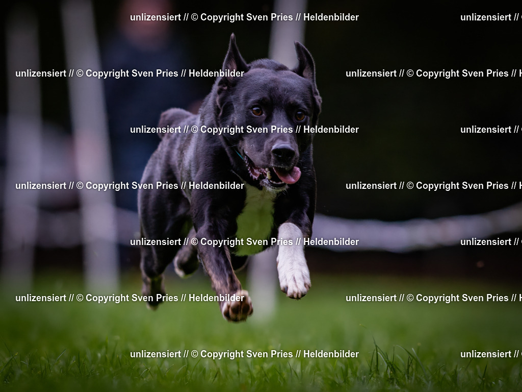 Sven Pries | 2024-10-19 - Hunderennen Ober-Grombach - Realisiert mit Pictrs.com