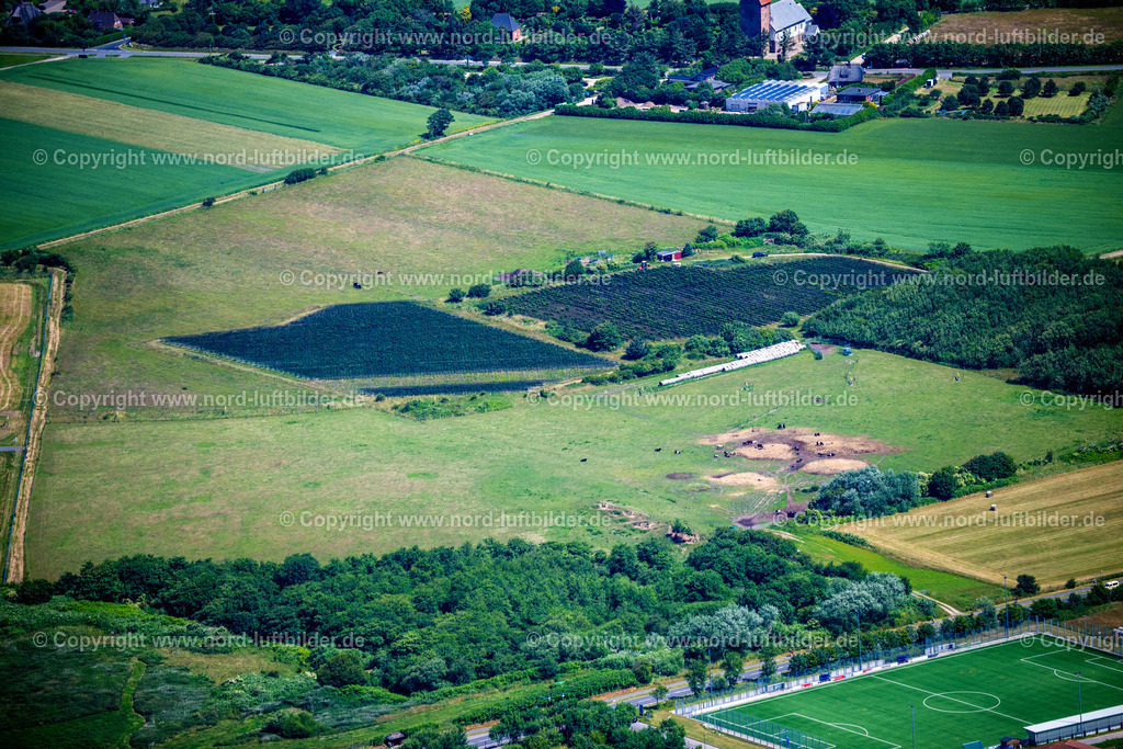 Sylt_Keitum_Sölviin_Sylter_Weinberg_ELS_0245210625 | SYLT 13.08.2025 Nörtlichstes Weinanbaugebiet " Sölviin " Keitum mit der Sorte Solaris auf der Insel Sylt im Bundesland Schleswig-Holstein, Deutschland. // Northernmost wine-growing region " Soelviin " Keitum with the variety Solaris on the island of Sylt in the federal state of Schleswig-Holstein, Germany. Foto: Martin Elsen