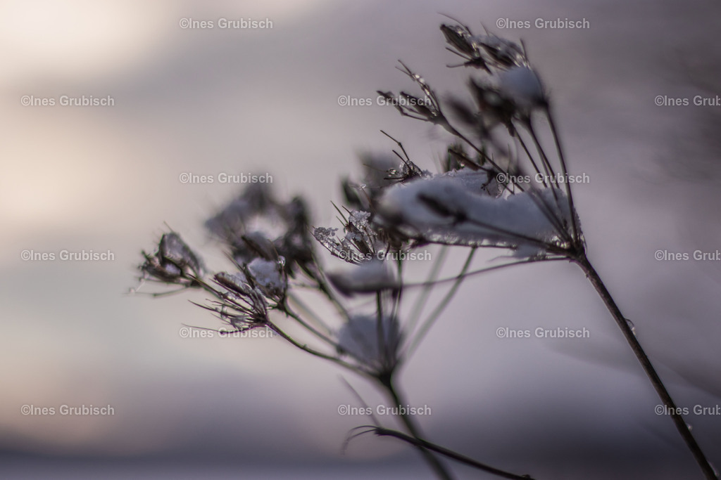 Gefrorenes am Feldrand | Lila Lubbenbomm - Artwork by Ines Grubisch - Realisiert mit Pictrs.com