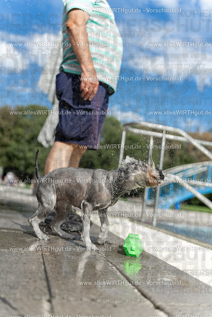Hundeschwimmen_Volksbad_2026-allesWIRTHgut_Tierfotografie-2609061519-7R501432 | Professionelle Tierfotografie in Mönchengladbach von Daniel Wirth (allesWIRTHgut). Liebevolle & natürliche Bilder von Hunden & Katzen für unvergessliche Erinnerungen.