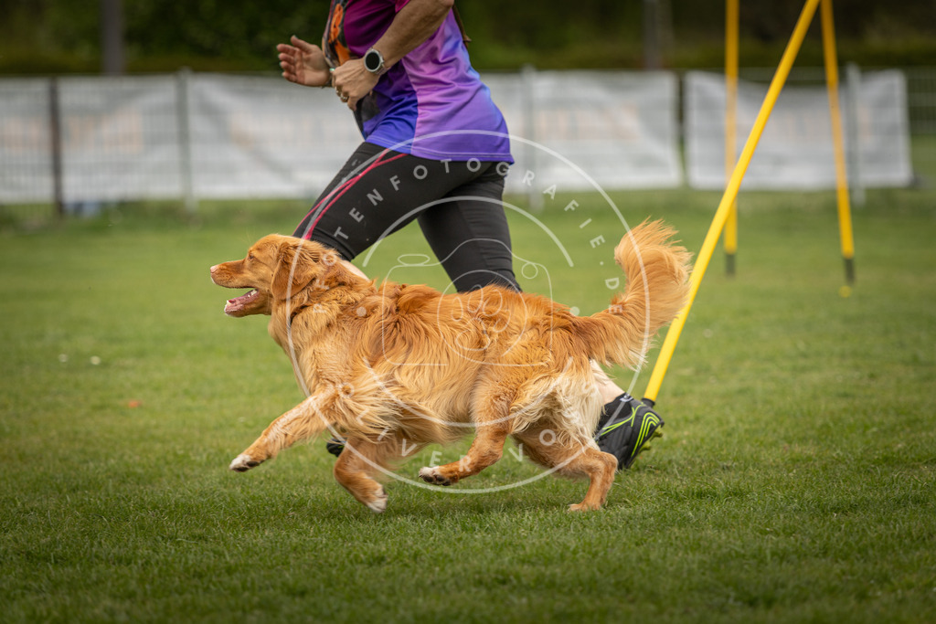 Pfotenfotografie_DV3A7623 | Hundefotografie, Tierfotograf, Pfotenfotografie, Fotoshooting Hund, Hunde Portrait, Hundesport, Hundeportraits, Heideshooting, Hunde, Sportfotograf, Hundefotograf, Turnierhundsport, THS,  - Realisiert mit Pictrs.com