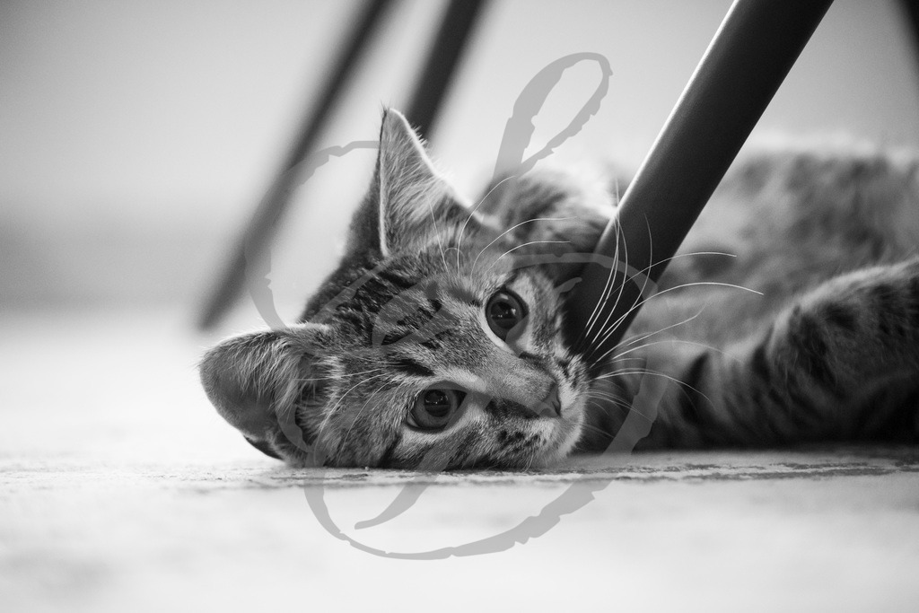 _DSC9438_Shirley | sebastiandoebroessy - Realisiert mit Pictrs.com