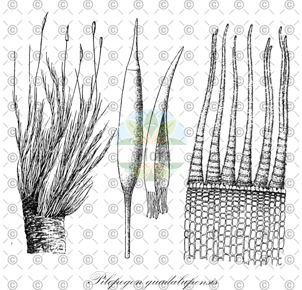 HistAbb_wfo-0000397760_1_ENZY_Simple | Historische Abbildung von Pilopogon guadalupensis - Leucobryaceae | Historical Illustration of Pilopogon guadalupensis - Leucobryaceae