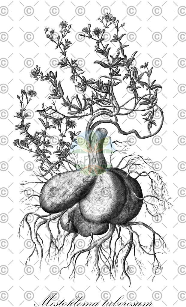 HistAbb_wfo-0000035716_1_ENZY_Simple | Historische Abbildung von Mestoklema tuberosum - Aizoaceae | Historical Illustration of Mestoklema tuberosum - Aizoaceae