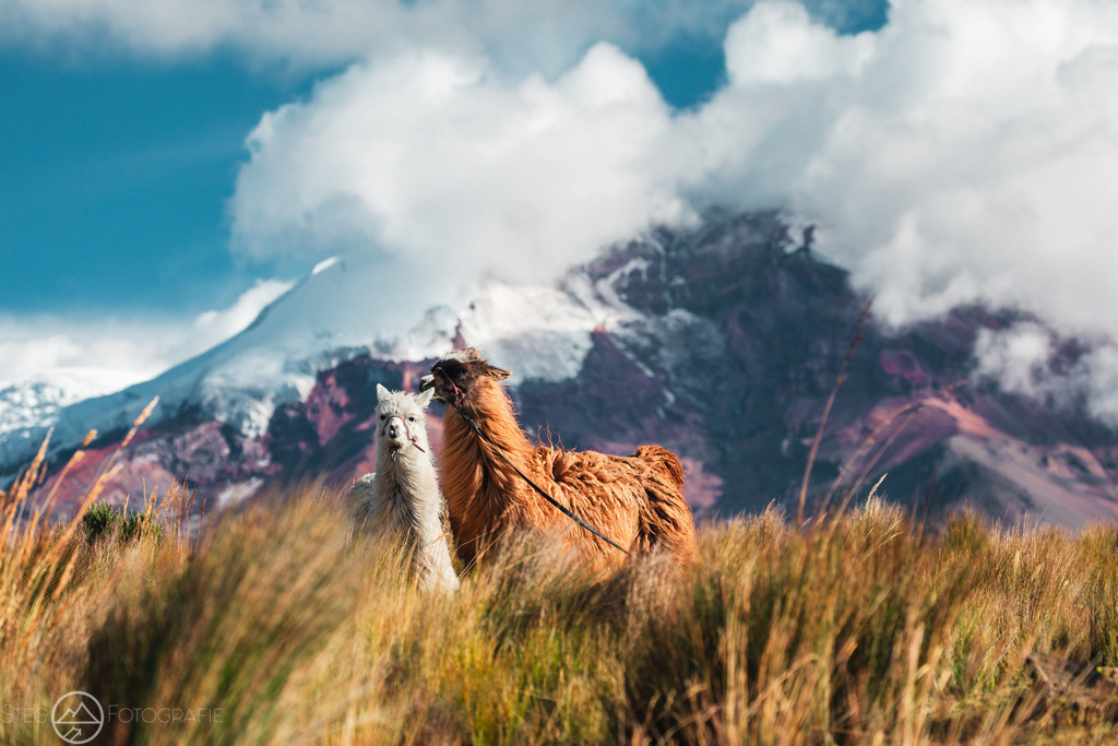 Lamas vor Vulkan Chimborazo | Format 3 zu 2 - Realisiert mit Pictrs.com