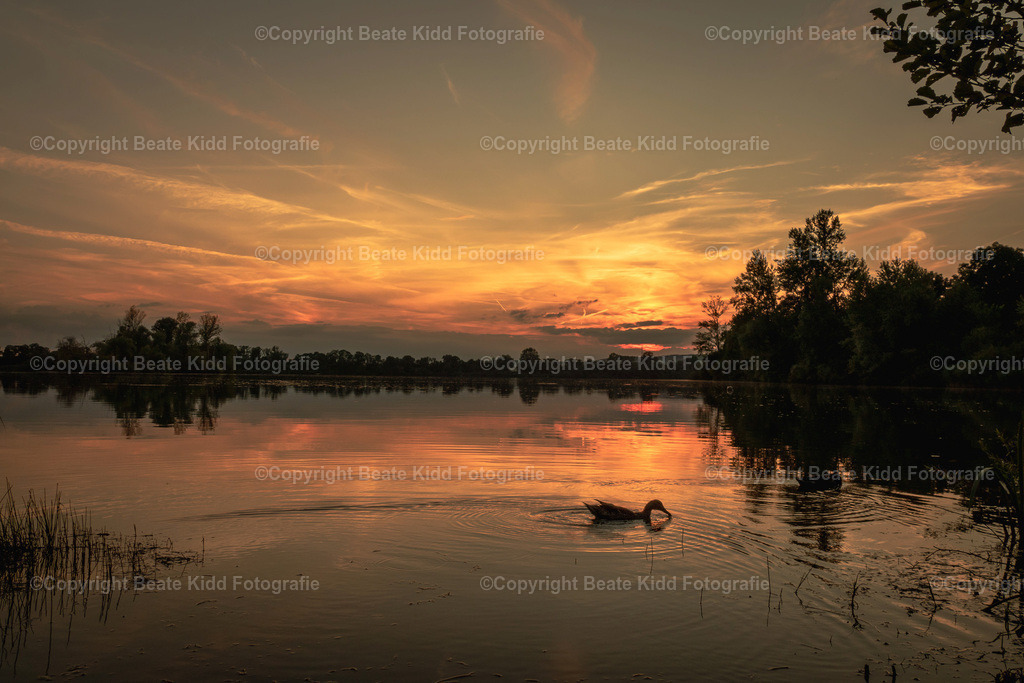 P1990801 | beatekidd-fotografie - Realisiert mit Pictrs.com