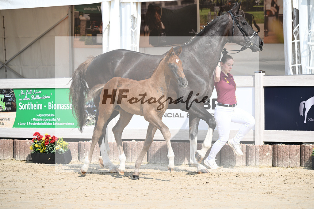 Zirocco Blue x Kannan_HF_Maier_12250167 | hf-fotografie - Realisiert mit Pictrs.com