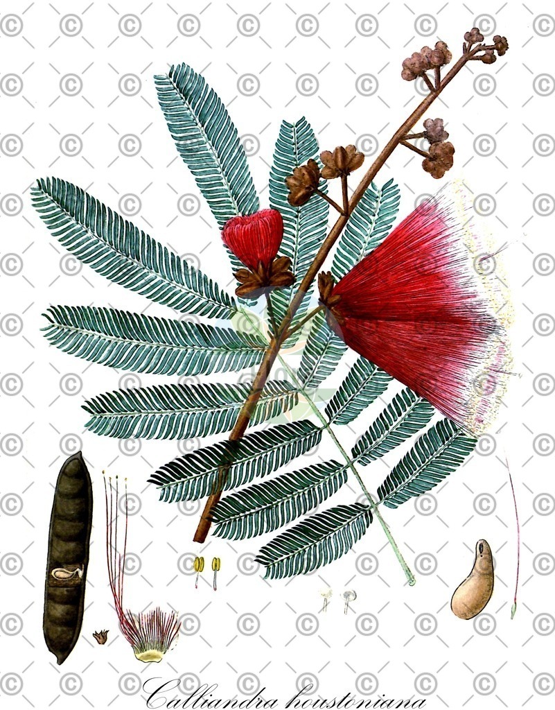 HistAbb_wfo-0001336376_1_ENZY_Simple | Historische Abbildung von Calliandra houstoniana - Fabaceae | Historical Illustration of Calliandra houstoniana - Fabaceae