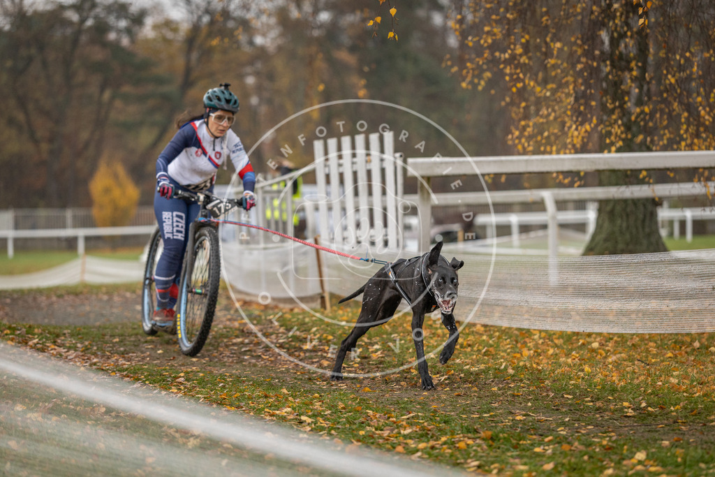 CaniXpix_DV3A8454 | Hundefotografie, Tierfotograf, Pfotenfotografie, Fotoshooting Hund, Hunde Portrait, Hundesport, Hundeportraits, Heideshooting, Hunde, Sportfotograf, Hundefotograf, Turnierhundsport, THS,  - Realisiert mit Pictrs.com
