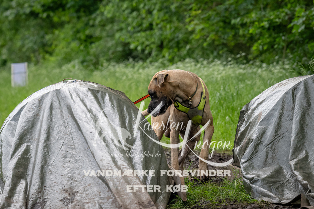 1506_ZZ91839 | kk-dogfotos