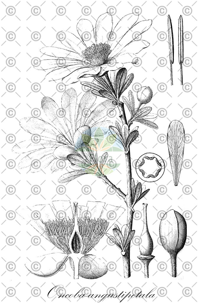 HistAbb_wfo-0001188888_1_ENZY_Simple | Historische Abbildung von Oncoba angustipetala - | Historical Illustration of Oncoba angustipetala - 