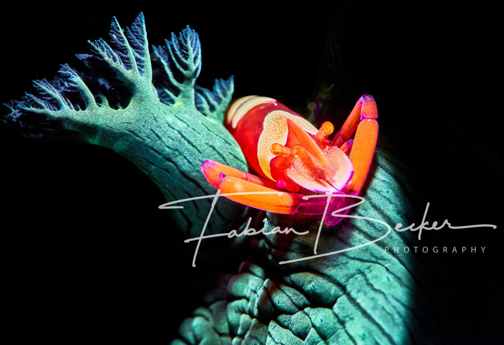 Spotlight - 2 | Einzigartige Wandbilder von faszinierenden Unterwasserwelten. Exklusive Kunst für Empfangsbereiche, Wohnraum oder Wartezimmer. - Realisiert mit Pictrs.com