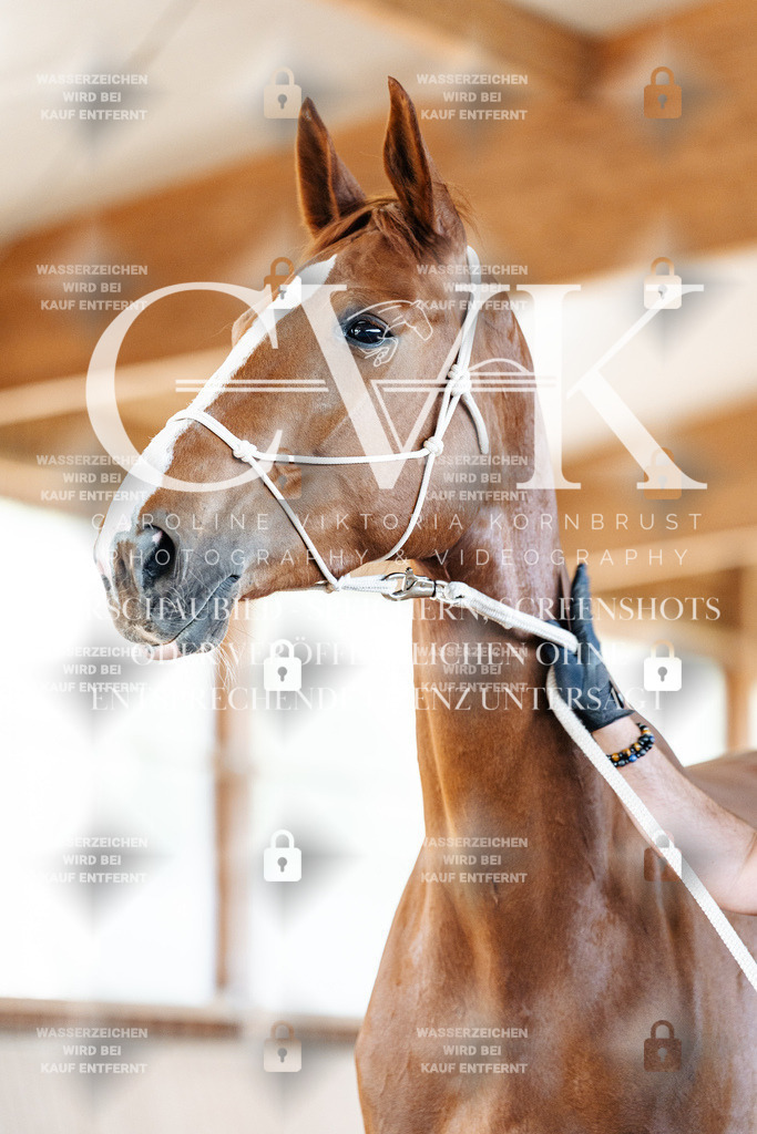 CK905873 | Turnierfotografie Pferdefotografie Trier Rheinland-Pfalz Pferdesport Reitsport Tierfotografie Sportfotografie Pferdevideo Pferdevideografie Equestrianvideography equestrianphotography  - Realisiert mit Pictrs.com