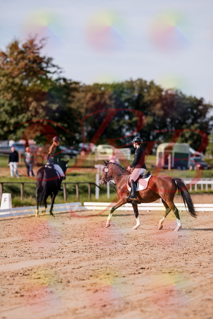 2026_10_03_Siefer-Hof_115448_Z81_94681610 | Professionelle Reitsport-, Turnier- und Eventfotografie von Robert Broda. Galerien mit ausgewählten und bearbeiteten Bildern direkt online ansehen und bestellen.