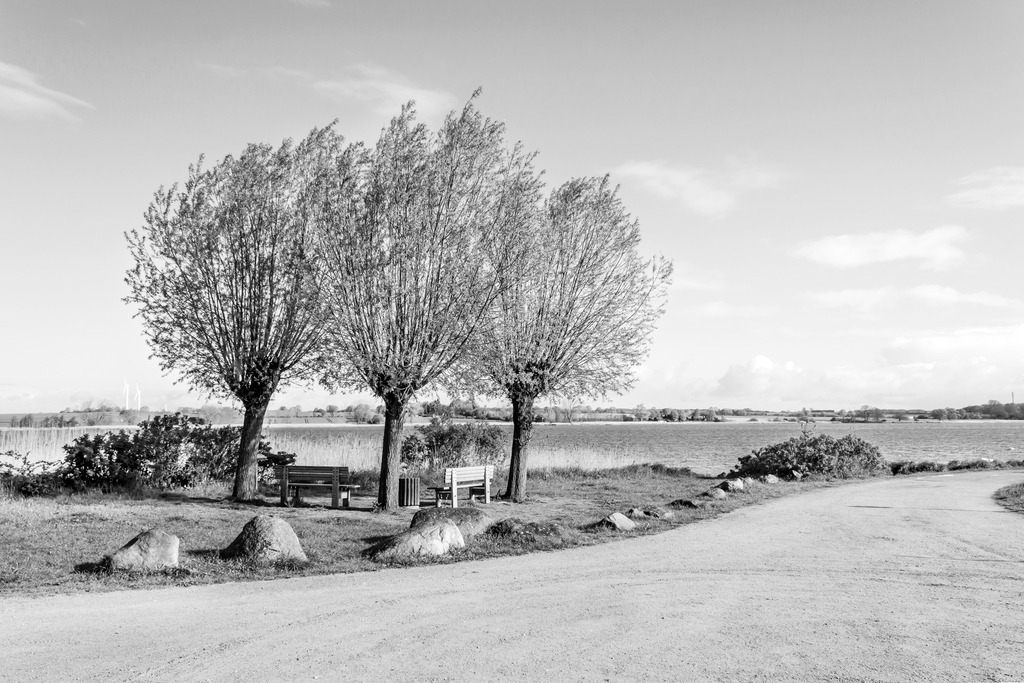 Wandbild: Bäume an der Schlei in Schwarz-Weiß | Dieses Wandbild im Querformat zeigt drei frühlingshafte Bäume in Sieseby an der Schlei in Schwarz-Weiß. Direkt unter den Bäumen befinden sich zwei Bänke. Im Vordergrund ist der Spazierweg zu sehen. In der Ferne kann man auf der anderen Schleiseite Felder erahnen. Am blauen befinden sich nur wenige helle Wolken.  - Realisiert mit Pictrs.com
