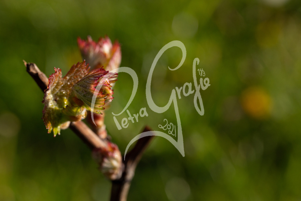 rebentriebe-6278 | petragrafie - Realisiert mit Pictrs.com