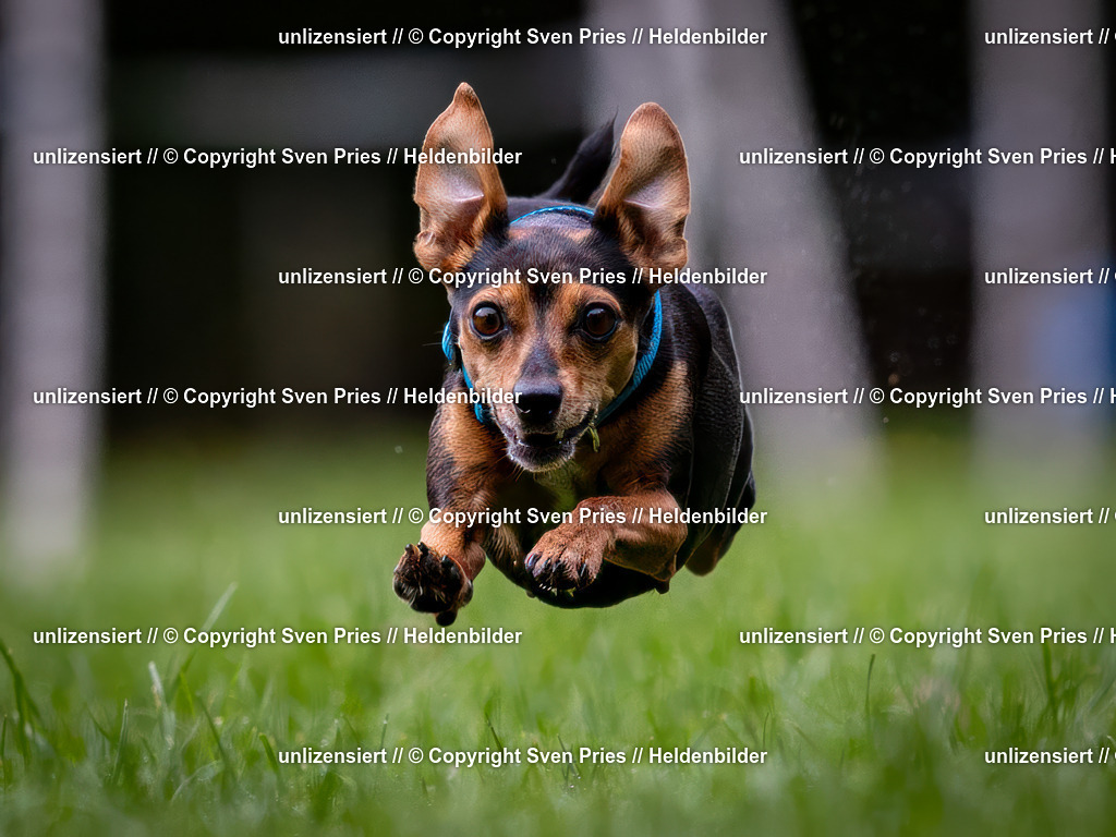 Sven Pries | 2024-10-19 - Hunderennen Ober-Grombach - Realisiert mit Pictrs.com