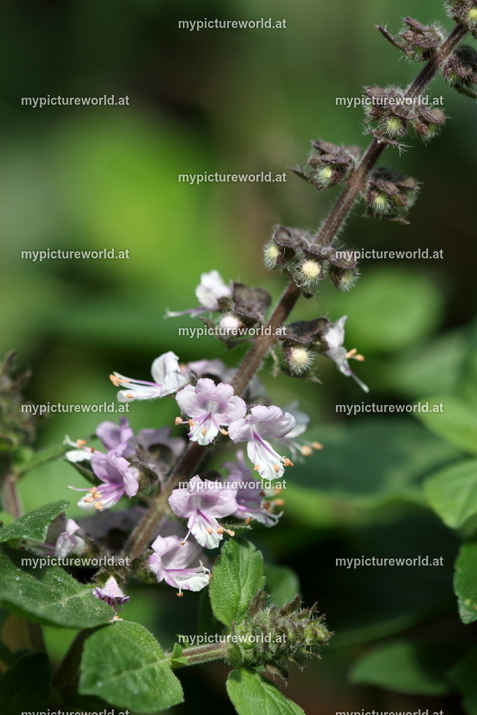 Basilikum-004 | Das Bilderarchiv über Tiere, Planzen und Landschaften. In der Bilddatenbank finden Sie ein große Auswahl an hochwertigen Bilder für Ihre Werbung - Realized with Pictrs.com