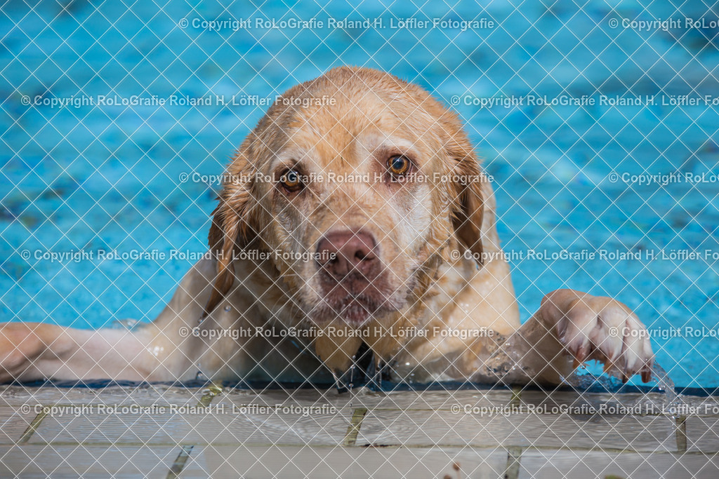 Hundebaden-05 | Labrador versucht im Freibad aus dem Becken zu klettern - Realisiert mit Pictrs.com