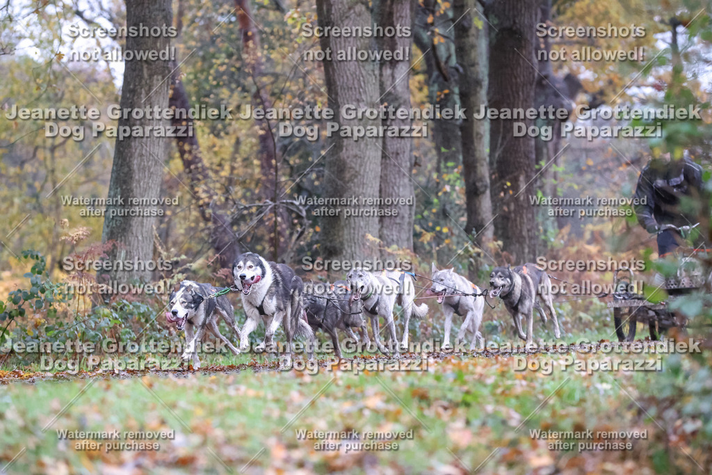 Dog Paparazzi - Ströhen 25-28 | Dog Paparazzi Jeanette Grottendiek Fotografie & Videografie