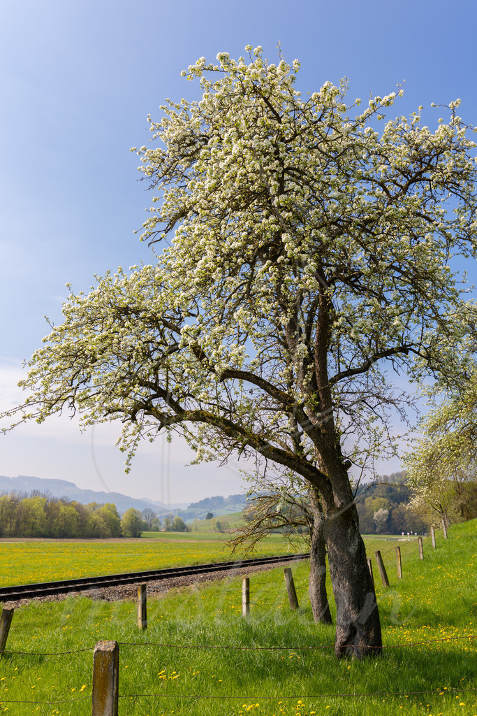 Birnbaumbluete_Mostviertel_best_Of_Mostdirn_Irmgard_Wieser-1418 | Ihre Fotografin im Lungau, ihre Fotografin im Mostviertel, Wandbilder Onlineshop, Imagefotos für Ihr Unternehmen,  - Realisiert mit Pictrs.com