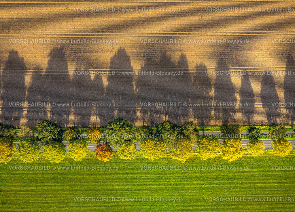 Xanten241014101 | Luftbild, herbstliche Baumallee mit Schattenwurf, grün-brauner Kontrast der Wiesen und Felder, Lüttingen, Xanten, Niederrhein, Nordrhein-Westfalen, Deutschland