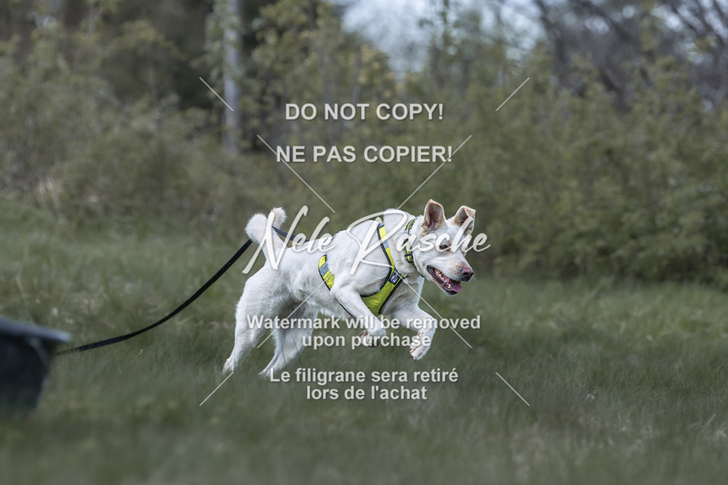 6Z1A0980 | nelerasche