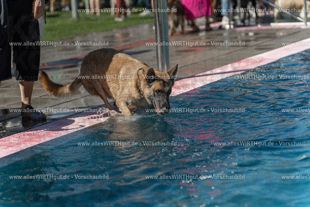 Hundeschwimmen_Volksbad_2026-allesWIRTHgut_Tierfotografie-2609061159-110941-7R500035 | Professionelle Tierfotografie in Mönchengladbach von Daniel Wirth (allesWIRTHgut). Liebevolle & natürliche Bilder von Hunden & Katzen für unvergessliche Erinnerungen.