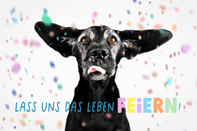 Emmy möchte das Leben feiern  | Lizbeth Hundefotografie